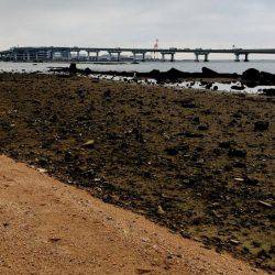 甲子園浜 デイゲーム スズキ&キビレ